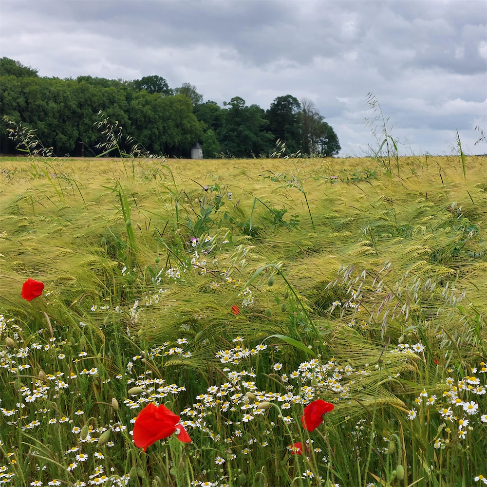 Sustainable agriculture field